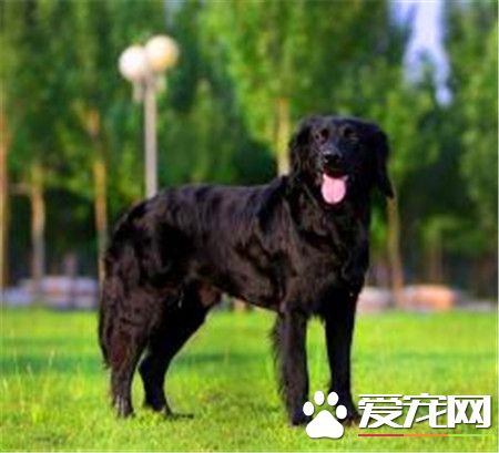 平毛尋回犬與金毛犬的區別 尋回犬側面輪廓平滑