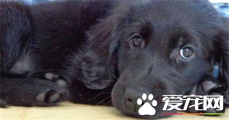 平毛尋回犬貴還是金毛貴 平毛尋回犬比較貴點