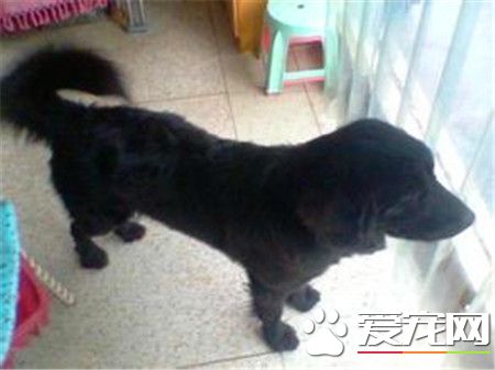 平毛尋回犬貴還是金毛貴 平毛尋回犬比較貴點