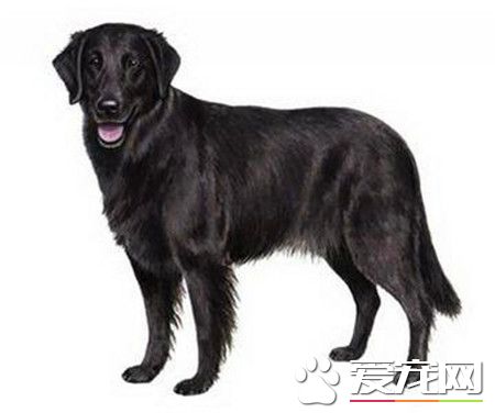 平毛尋回犬的特點 是一種可愛友善活躍的狗狗