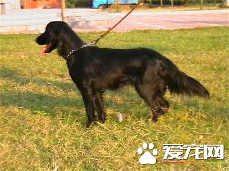 平毛尋回犬的特點 是一種可愛友善活躍的狗狗