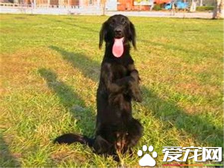平毛尋回犬大小 公的體重一般在27到36公斤