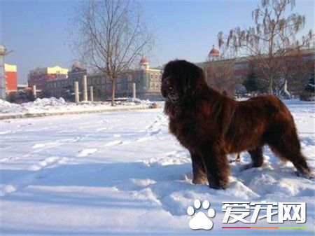紐芬蘭犬智商排名 紐芬蘭犬智商排名第34位