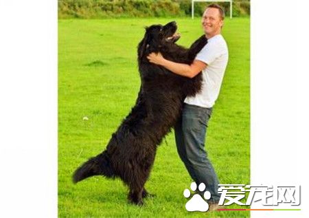 紐芬蘭犬智商排名 紐芬蘭犬智商排名第34位