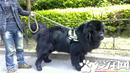 紐芬蘭犬智商排名 紐芬蘭犬智商排名第34位