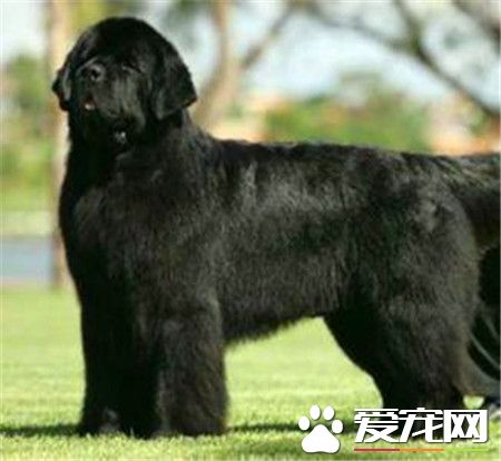 紐芬蘭犬智商高嗎 還是非常聰明的狗狗
