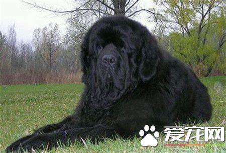 紐芬蘭犬智商高嗎 還是非常聰明的狗狗