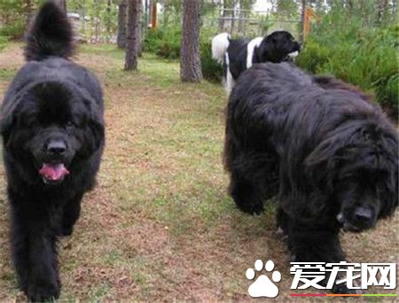 紐芬蘭犬智商高嗎 還是非常聰明的狗狗