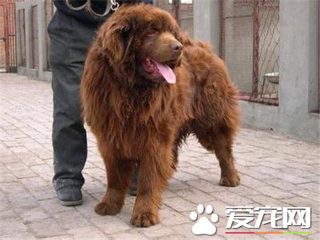 紐芬蘭犬粘人程度 紐芬蘭犬天性非常粘人