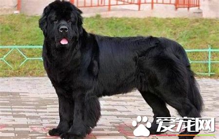紐芬蘭犬粘人程度 紐芬蘭犬天性非常粘人