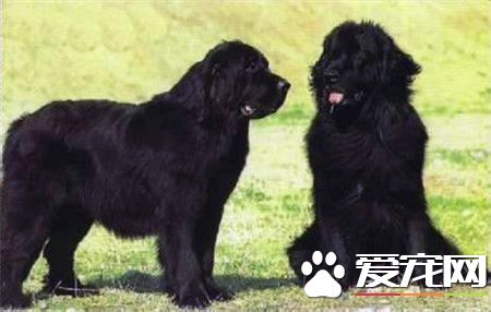 紐芬蘭犬怎麼樣 是一種性情溫和的犬種
