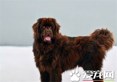 紐芬蘭犬粘人程度 紐芬蘭犬天性非常粘人