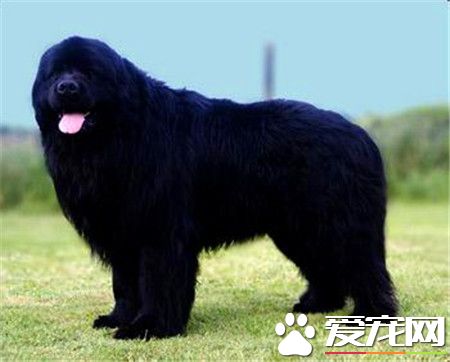 紐芬蘭犬怎麼樣 是一種性情溫和的犬種