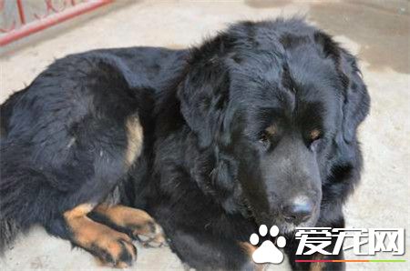 紐芬蘭犬與金毛那個好 這要看個人的喜好和用途