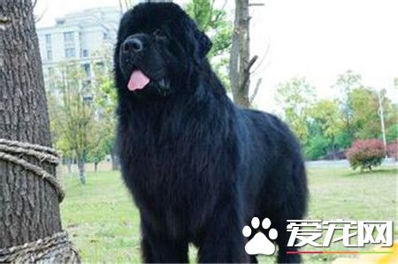 紐芬蘭犬與金毛那個好 這要看個人的喜好和用途