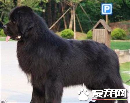 紐芬蘭犬怎麼樣 是一種性情溫和的犬種