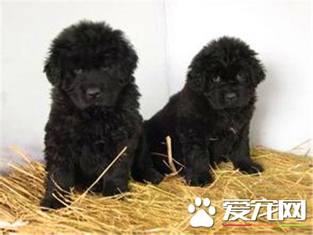 紐芬蘭犬與金毛那個好 這要看個人的喜好和用途