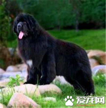 紐芬蘭犬有幾種顏色 公認的一共有四種顏色