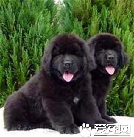 紐芬蘭犬有幾種顏色 公認的一共有四種顏色