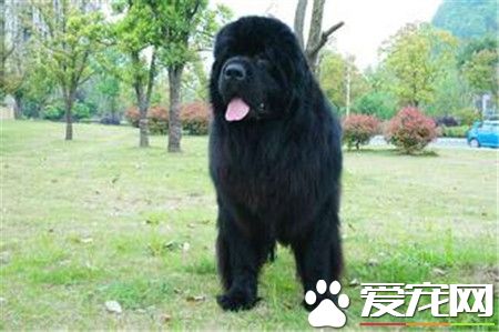 紐芬蘭犬有幾種顏色 公認的一共有四種顏色