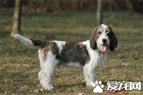 迷你貝吉格裡芬凡丁犬掉毛麼 一般很少掉毛