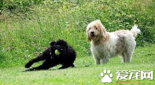 迷你貝吉格裡芬凡丁犬掉毛麼 一般很少掉毛