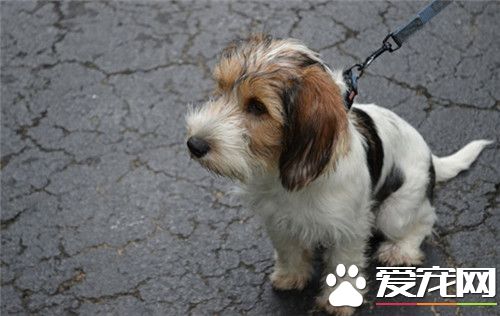 迷你貝吉格裡芬凡丁犬掉毛麼 一般很少掉毛