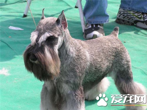 迷你雪納瑞多高 體長30到35厘米左右