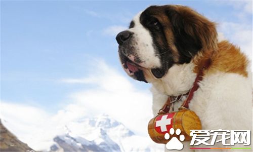 聖伯納犬產地 聖伯納犬的原產地在丹麥