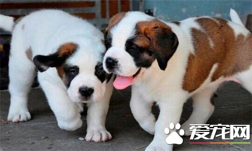 聖伯納犬產地 聖伯納犬的原產地在丹麥