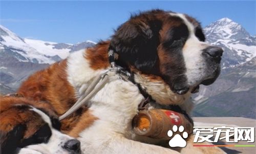 聖伯納犬產地 聖伯納犬的原產地在丹麥