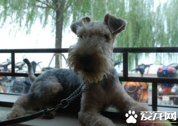 湖畔梗和萬能梗區別 胡子沒有湖畔梗長
