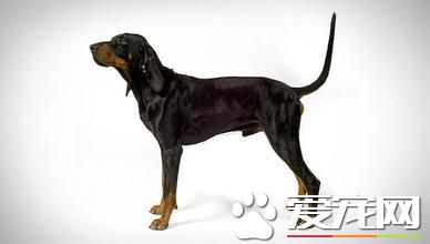 黑熊犬和比利時牧羊犬的區別 黑熊犬頭大嘴寬