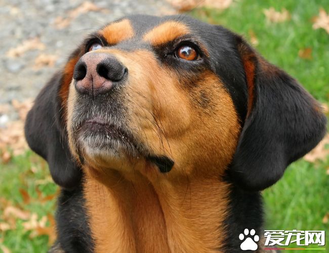 黑熊犬和比利時牧羊犬的區別 黑熊犬頭大嘴寬