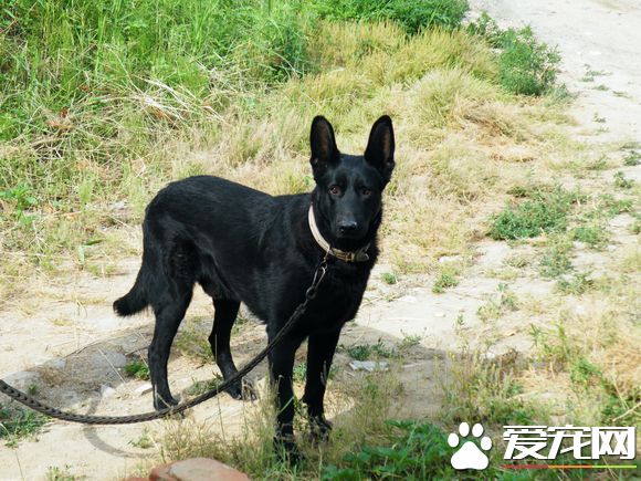 黑熊犬和比利時牧羊犬的區別 黑熊犬頭大嘴寬