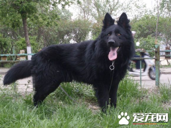 黑熊和比利時牧羊犬誰厲害 都有其獨特特點