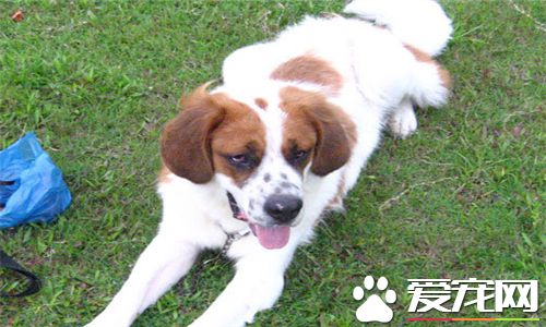 聖伯納犬護主嗎 聖伯納犬是守衛犬可以護主