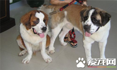 聖伯納犬護主嗎 聖伯納犬是守衛犬可以護主