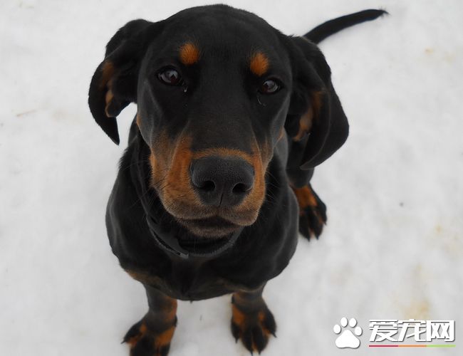 黑褐獵浣熊犬智商 智商還是比較高的狗狗