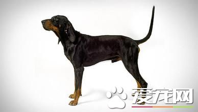 黑褐獵浣熊犬智商 智商還是比較高的狗狗