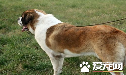 聖伯納犬好還是中亞牧羊犬好 根據個人喜歡和愛好