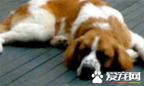 聖伯納犬好還是中亞牧羊犬好 根據個人喜歡和愛好