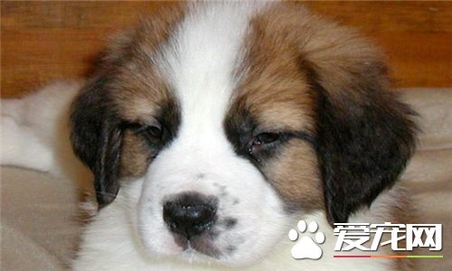 聖伯納犬發狂怎麼辦 大聲的呵斥讓它停止