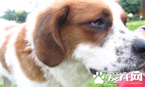 聖伯納犬發狂怎麼辦 大聲的呵斥讓它停止