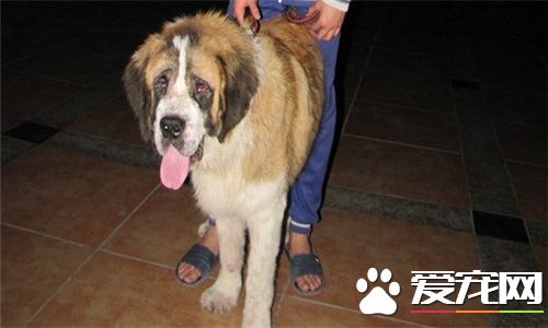 聖伯納犬發狂怎麼辦 大聲的呵斥讓它停止