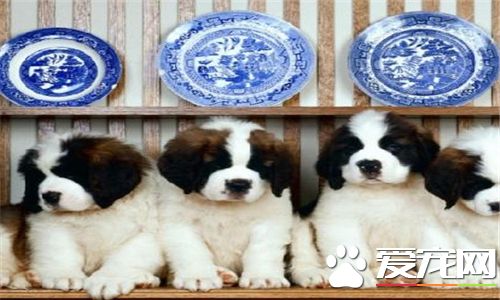 聖伯納犬對小孩友善程度 聖伯納犬善良友愛