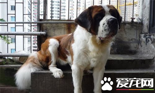 聖伯納犬掉毛程度 聖伯納掉毛程度還算可以