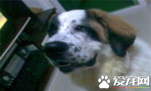 聖伯納犬掉毛程度 聖伯納掉毛程度還算可以
