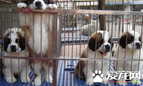 聖伯納犬的智商 智商相當於五到六歲的孩子