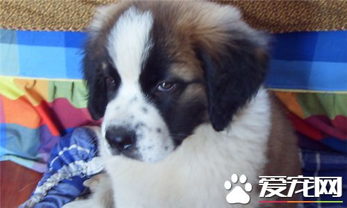 聖伯納犬的智商 智商相當於五到六歲的孩子